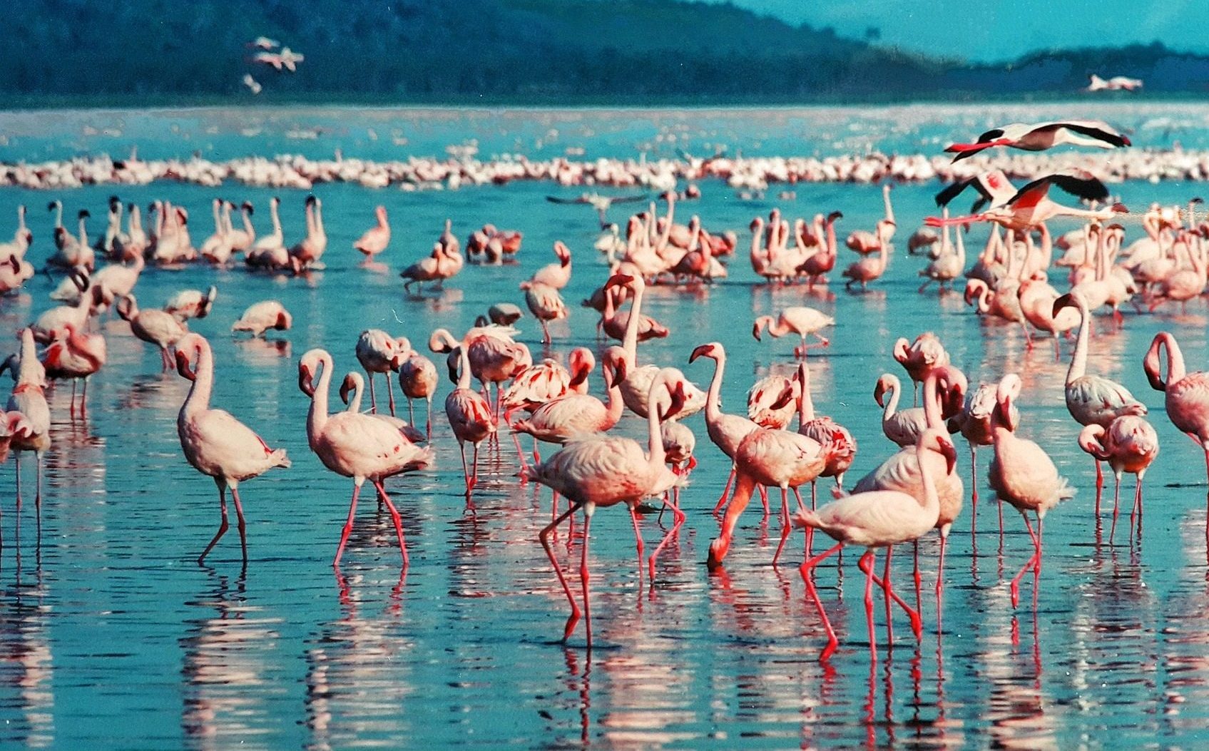 East Africa Safari