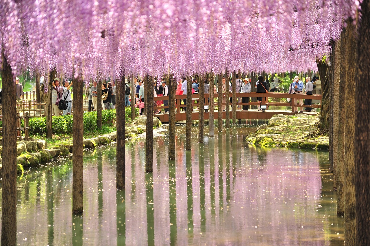 Kyushu Flower Viewing – Wisteria